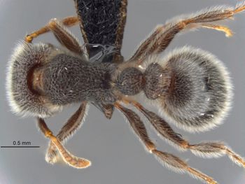 Media type: image;   Entomology 512587